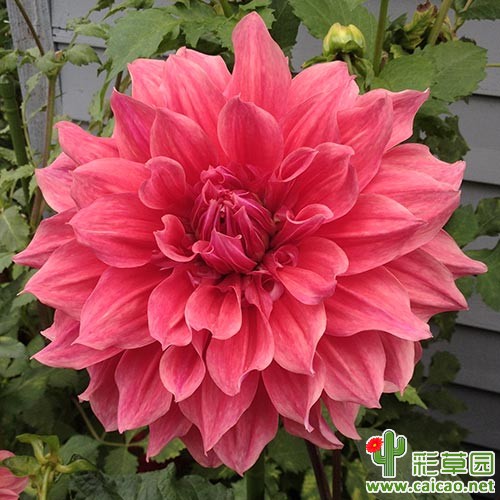 保罗艾茉莉（Emory Paul）