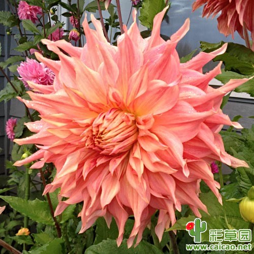本希尔西瓜（Penhil Watermelon）