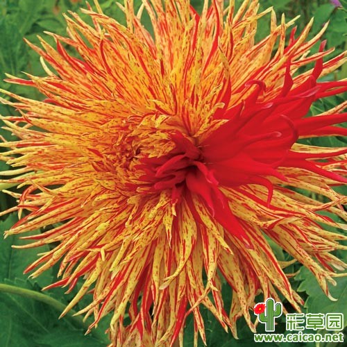 爆竹（Rejmans Firecracker）