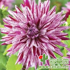 黑莓的涟漪（Ripples on the BlackBerry）
