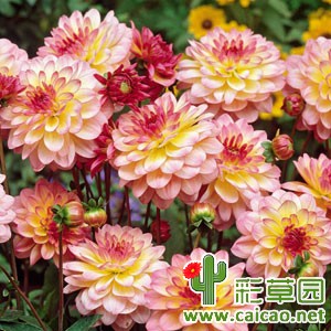 仙境（Zingaro）