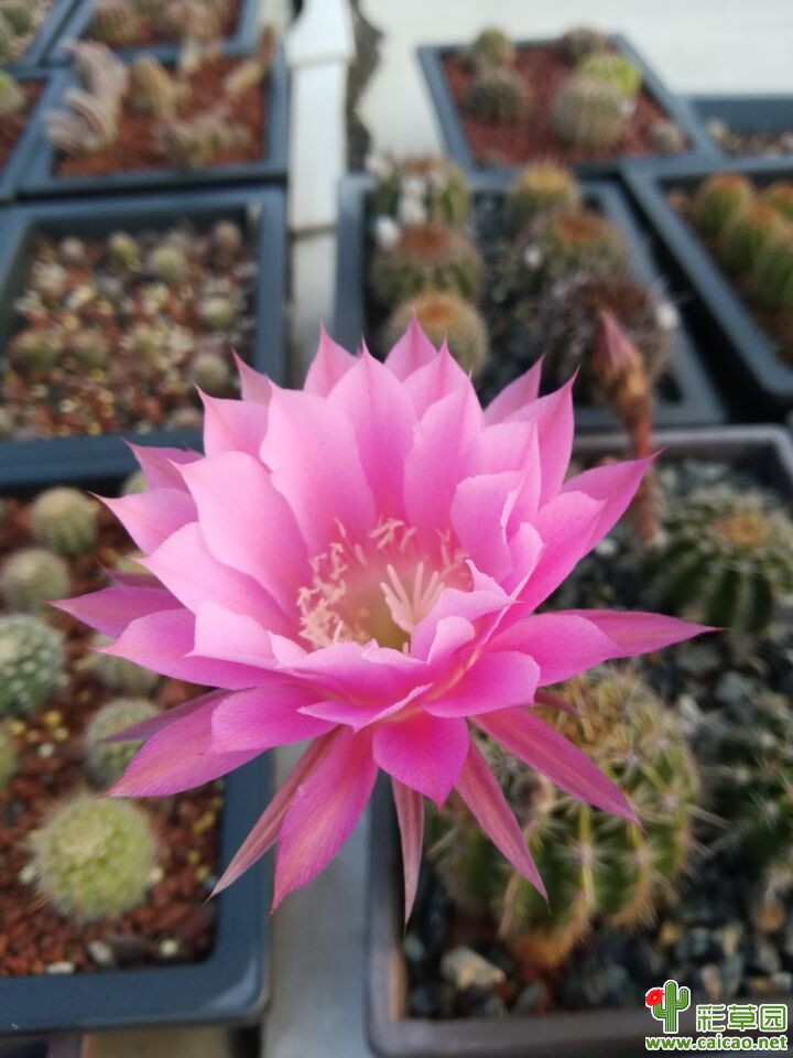 五一节花儿也给力12917