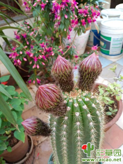 飞碟开花