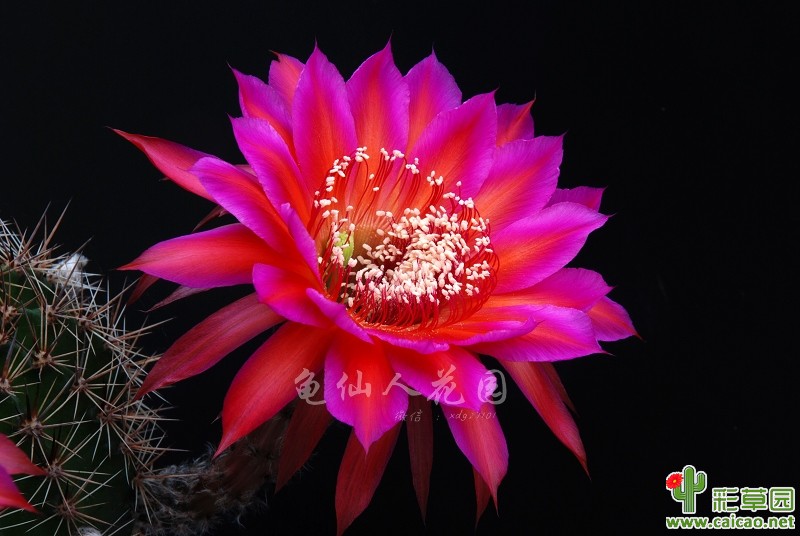 彩草 Oracle 34 编号AN.2007.20.ASD.34