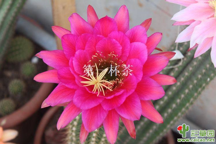 子播毛花柱欣赏