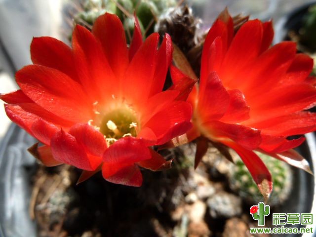 丽花开了