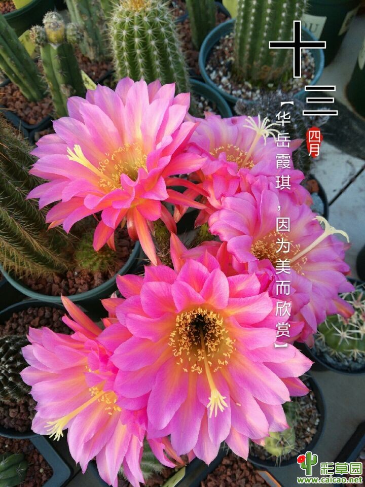新娘5朵全开了13263