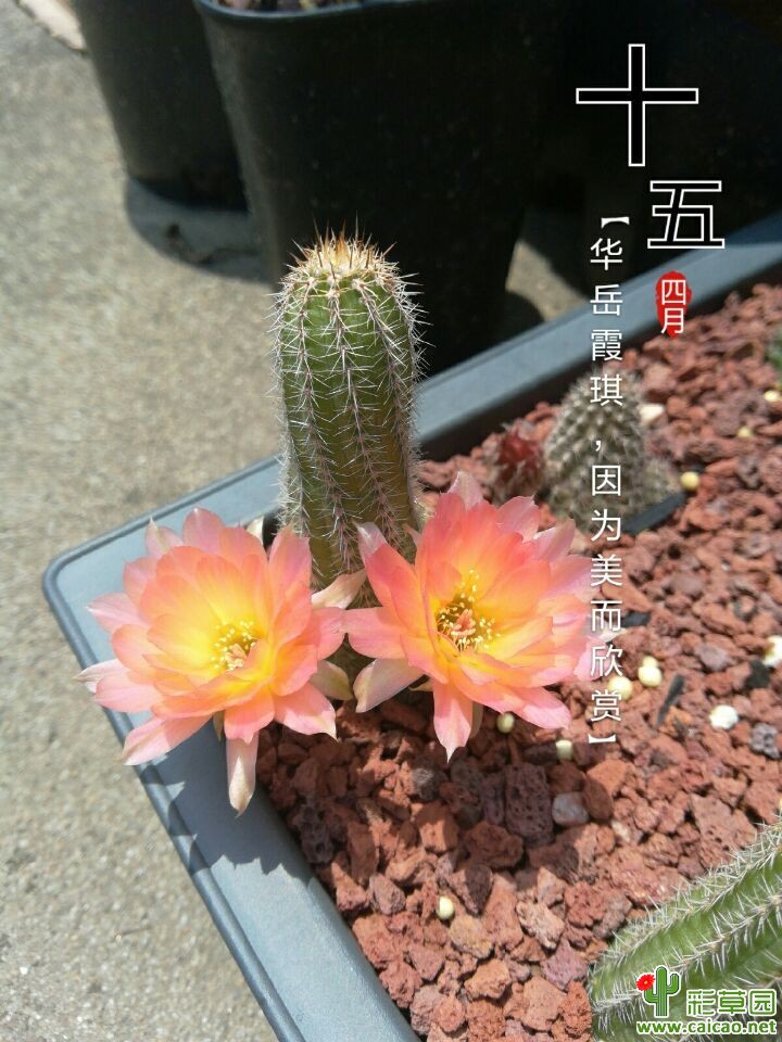 杂交白檀13293