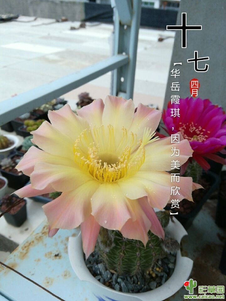 今天再开几朵13313