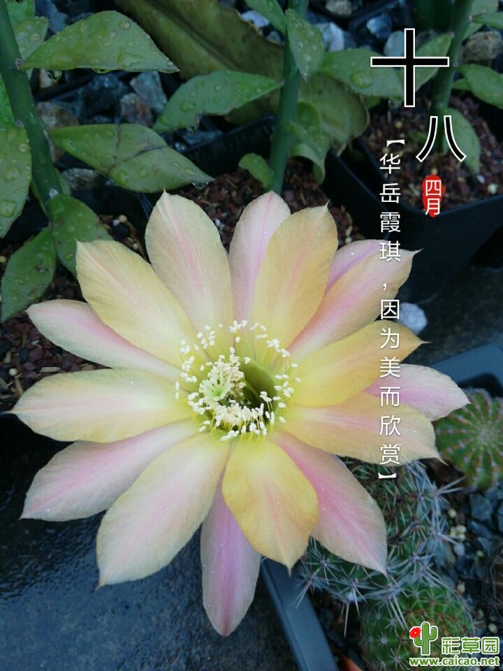 精灵开了13329