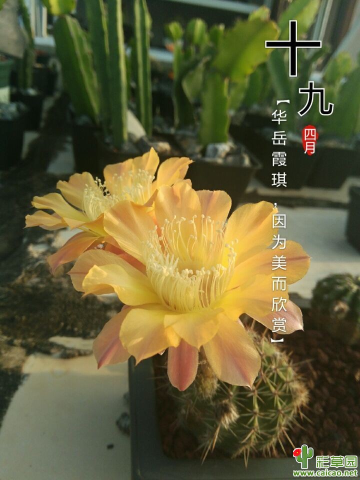今天开得不好看13340