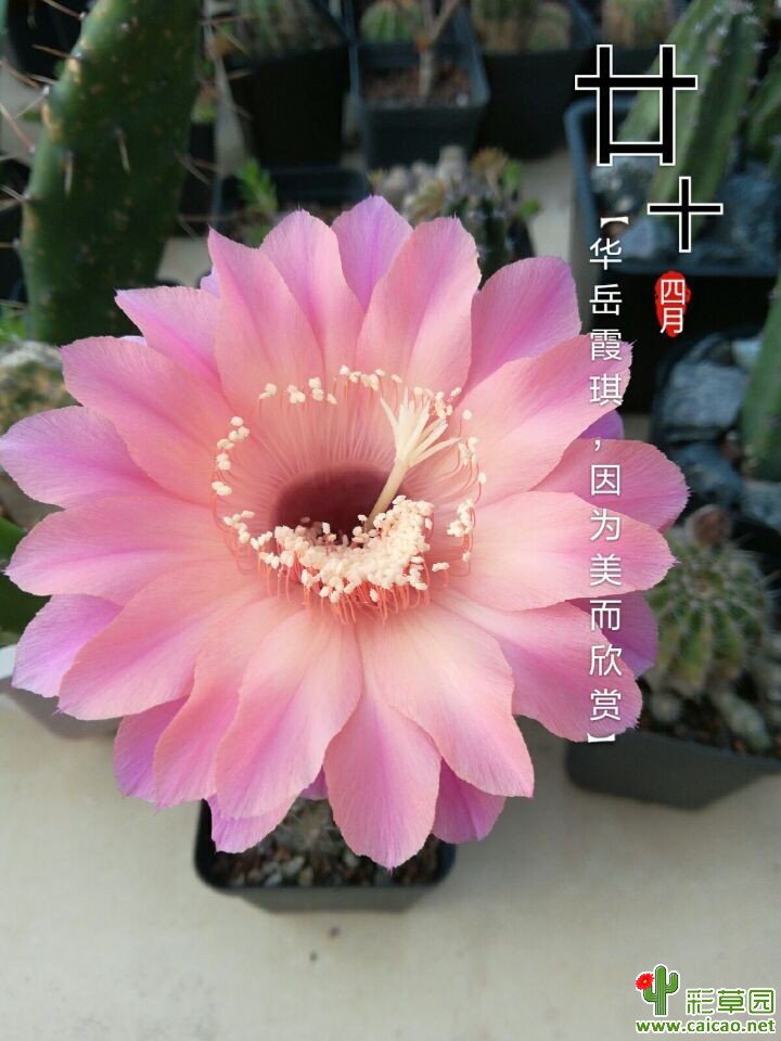 几个草球13464