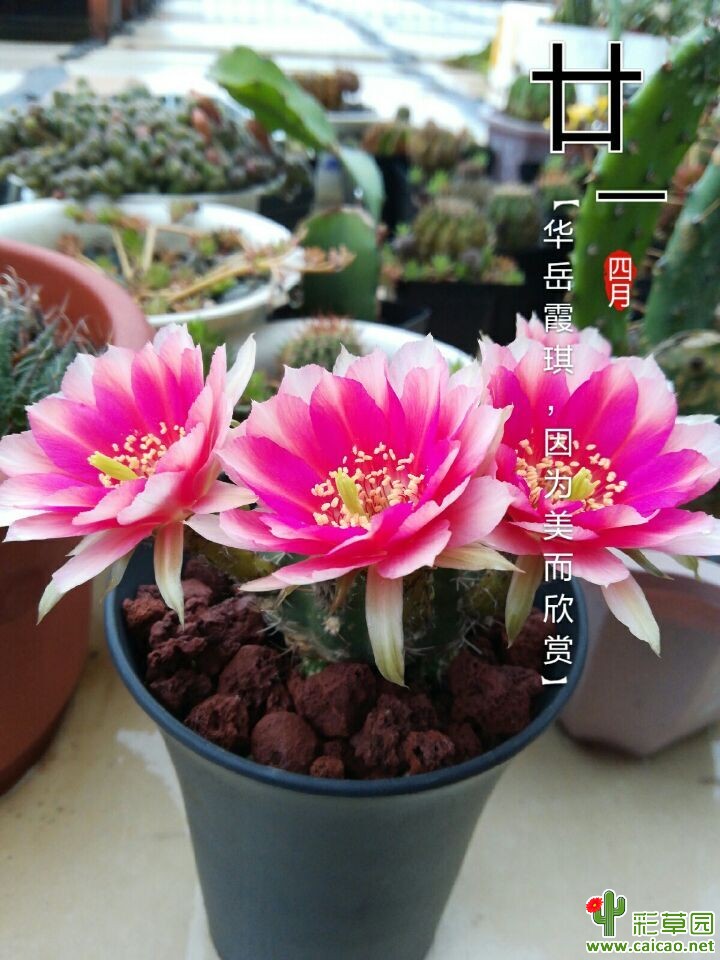 下雨也挡不住绽开的步伐13506
