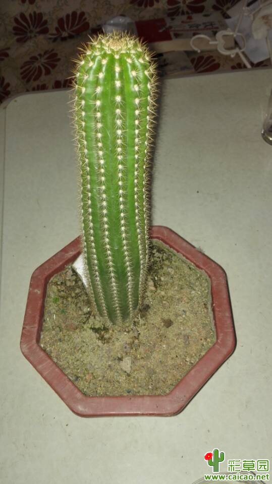 看看我的毛花柱为什么不开花