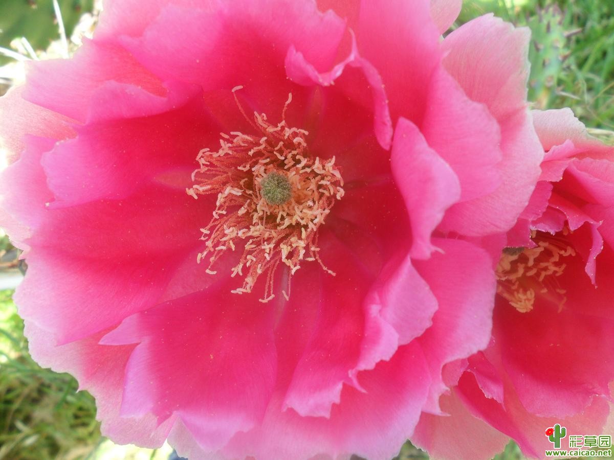 仙人掌花(二)