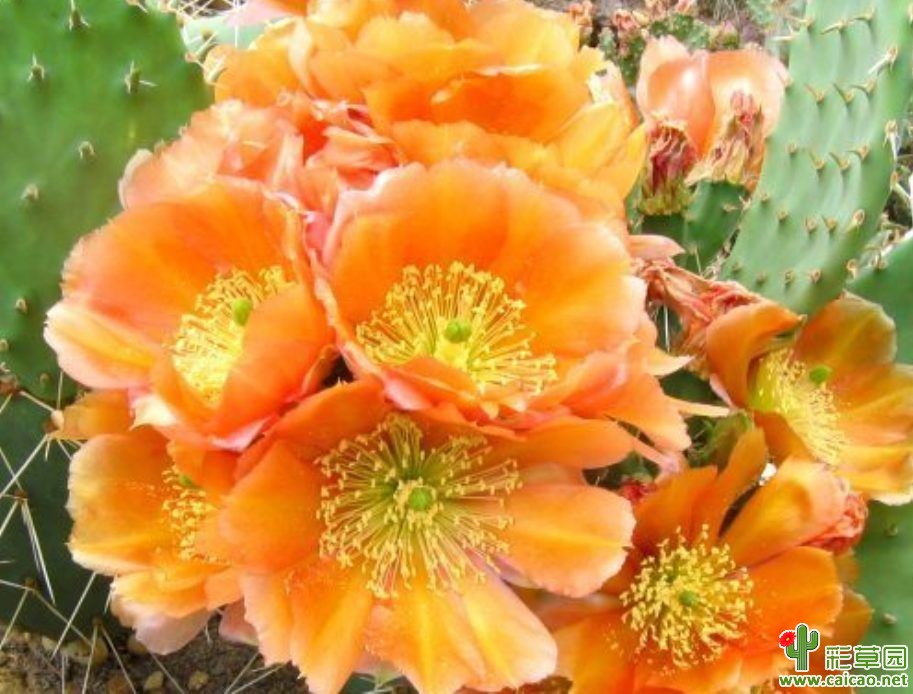 仙人掌花(四)