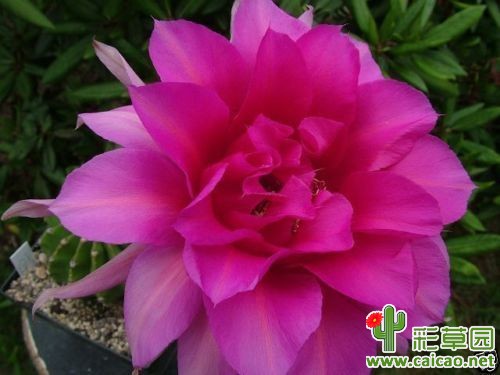 深紫(Deep Purple)