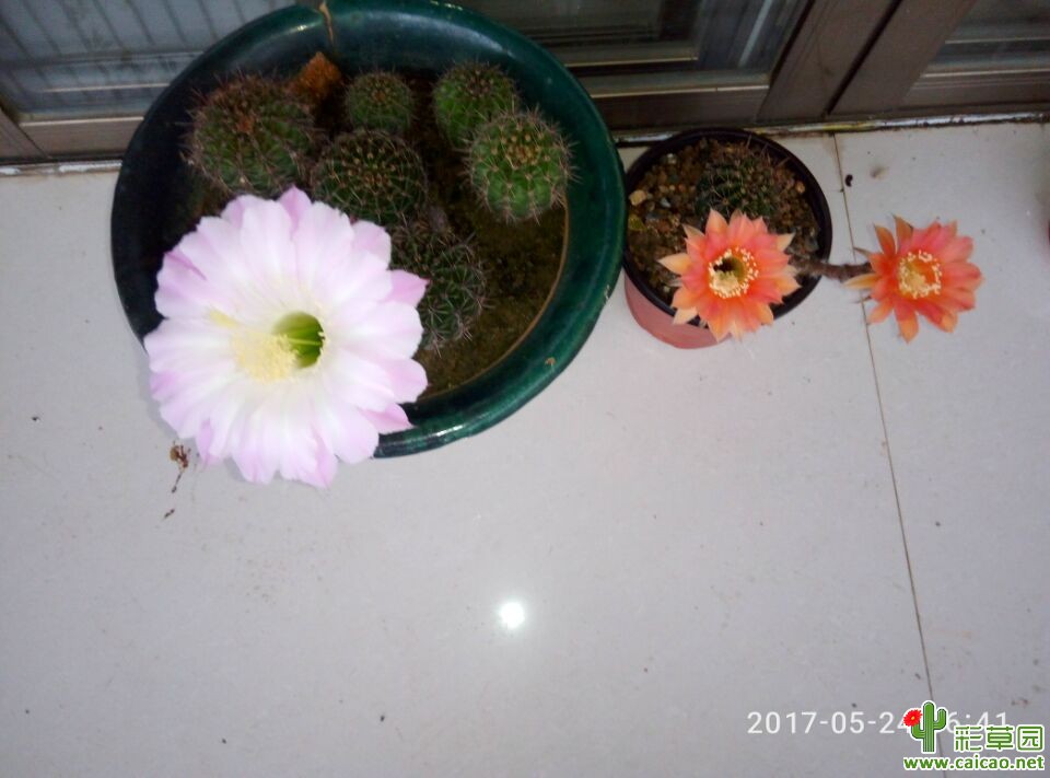 2015年11月播种的彩草实生球开花了。