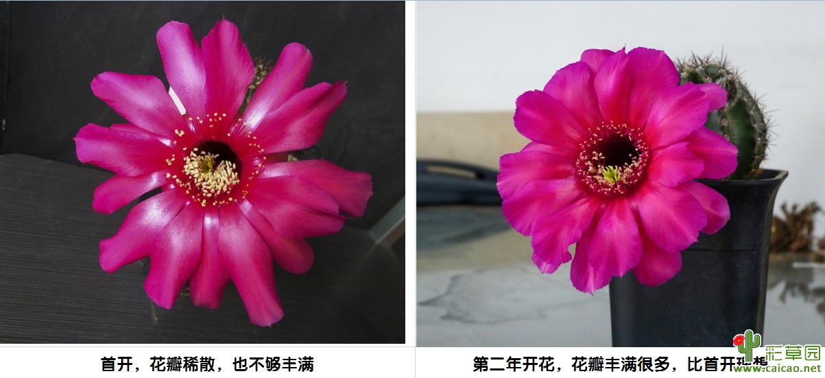 2017开花汇报第三贴(自播球专贴)