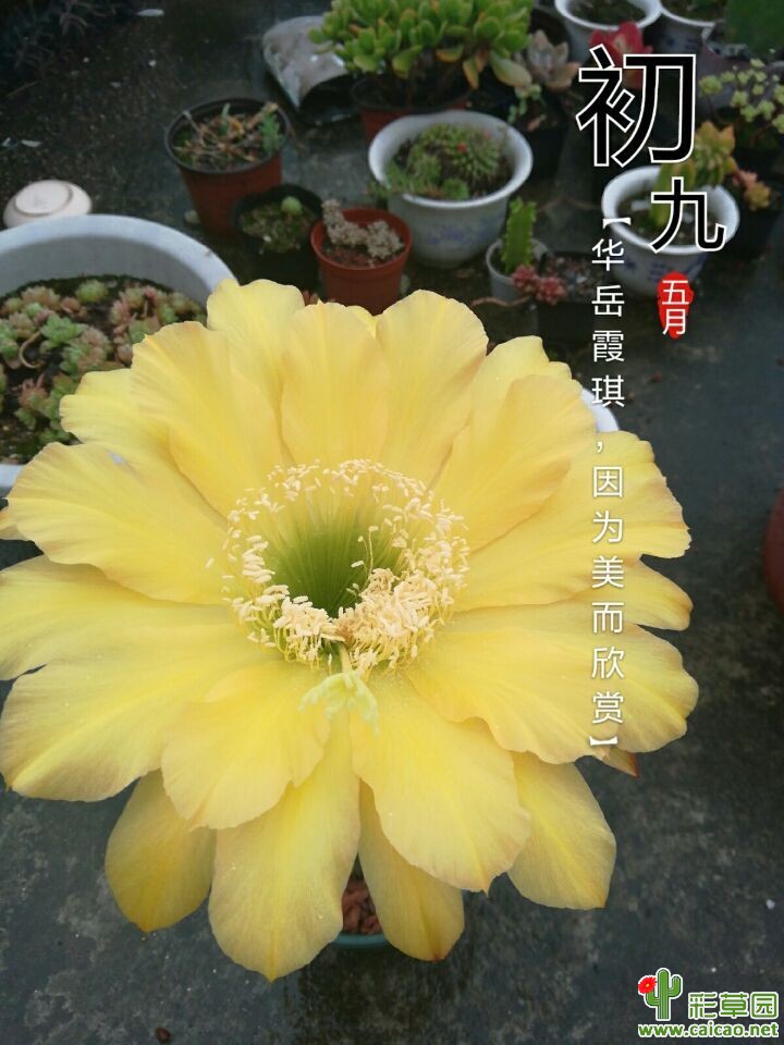 挡不住的魅力14226