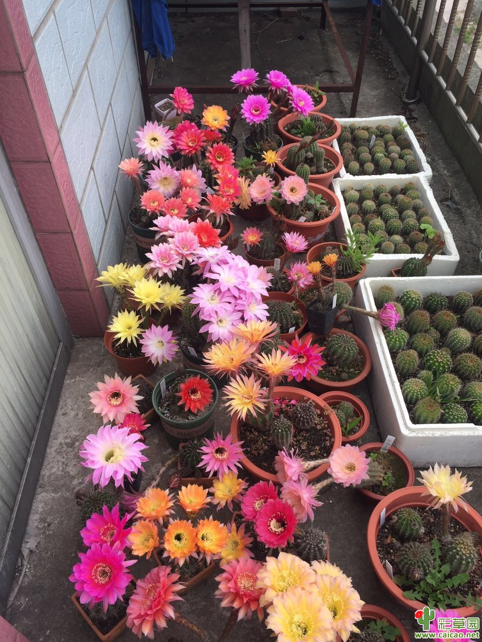 彩草开花