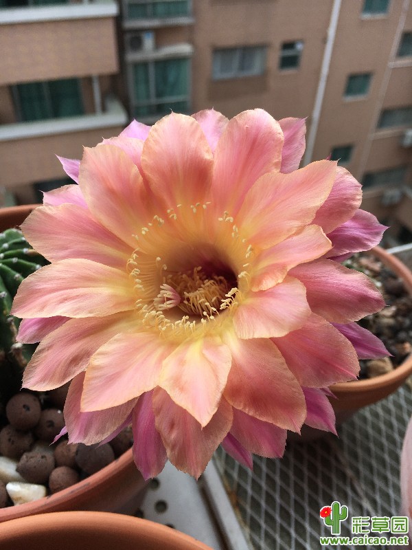 2017彩草14277