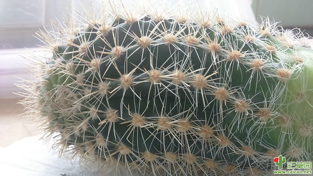 香蕉船   刚到手的球怎么拯救啊？歪脖子14606