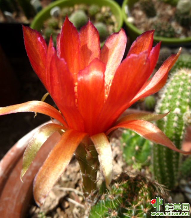 光虹的花儿