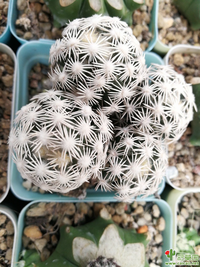 2017年花事