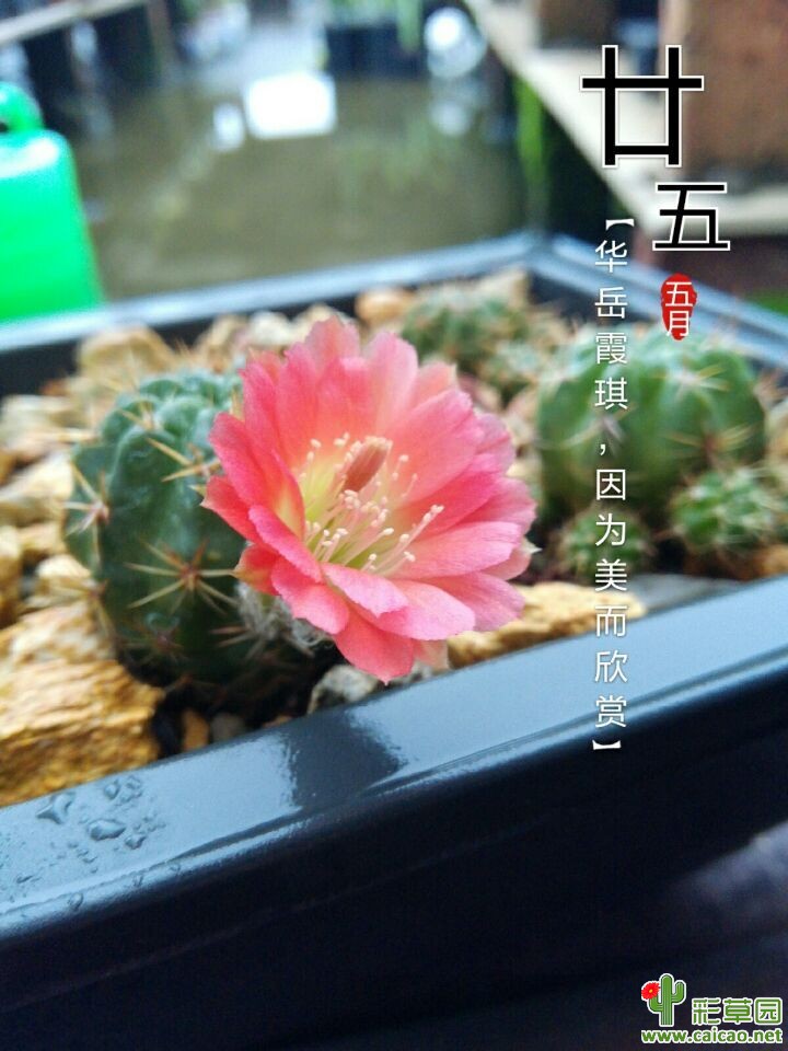 2015年自己杂交的丽花14770