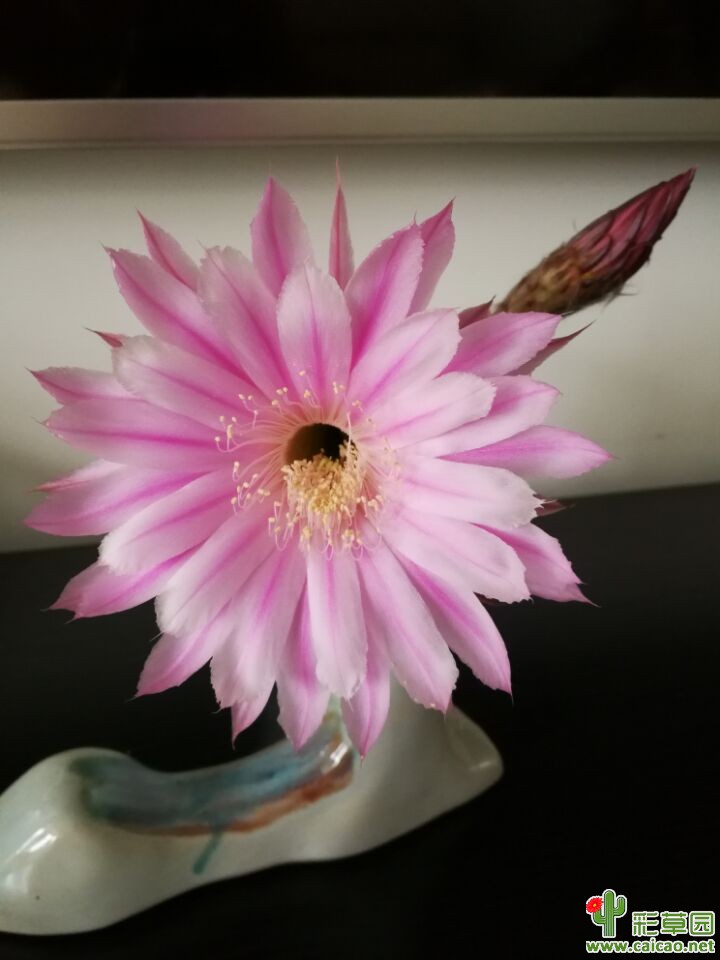 席杂