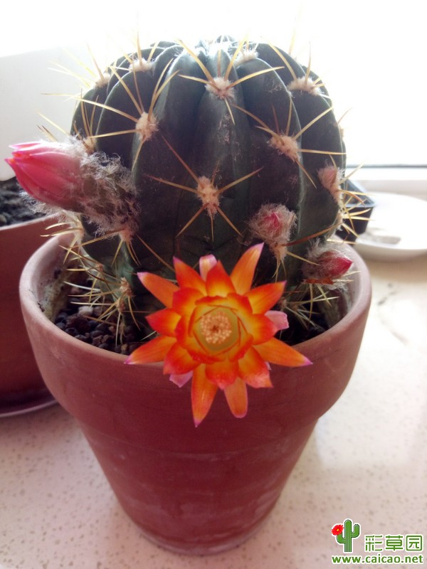 今年开的仙人球花114975