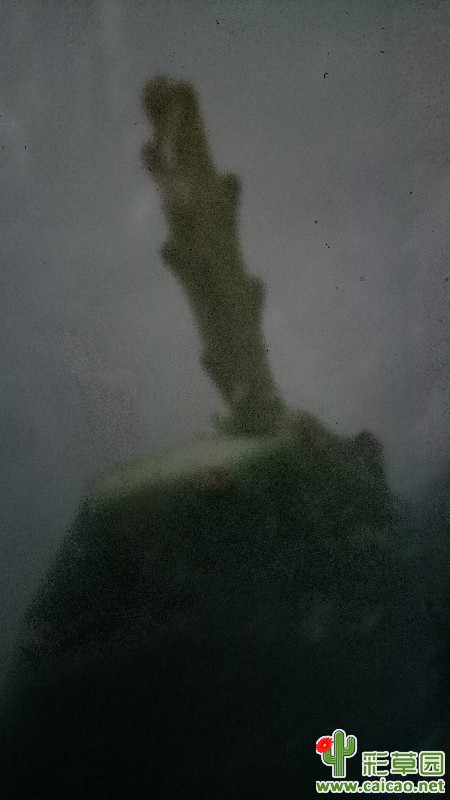 今天嫁接的15133