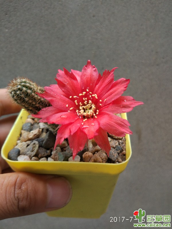 今天开的，花瓣带锯齿的15151