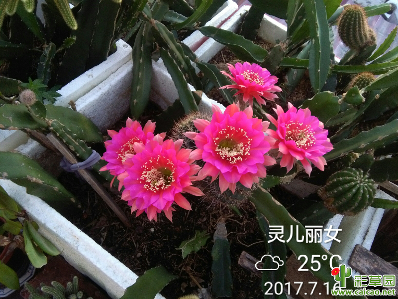开花记录贴15153