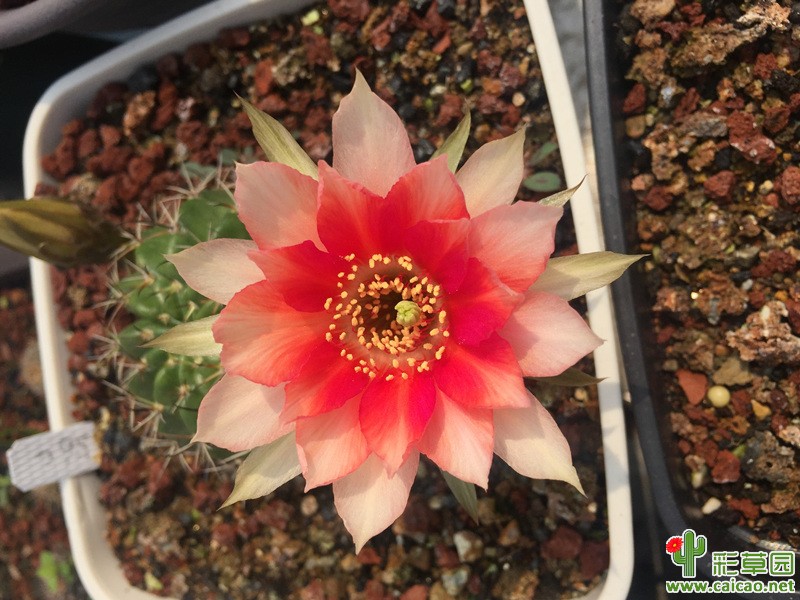 今年首花15511