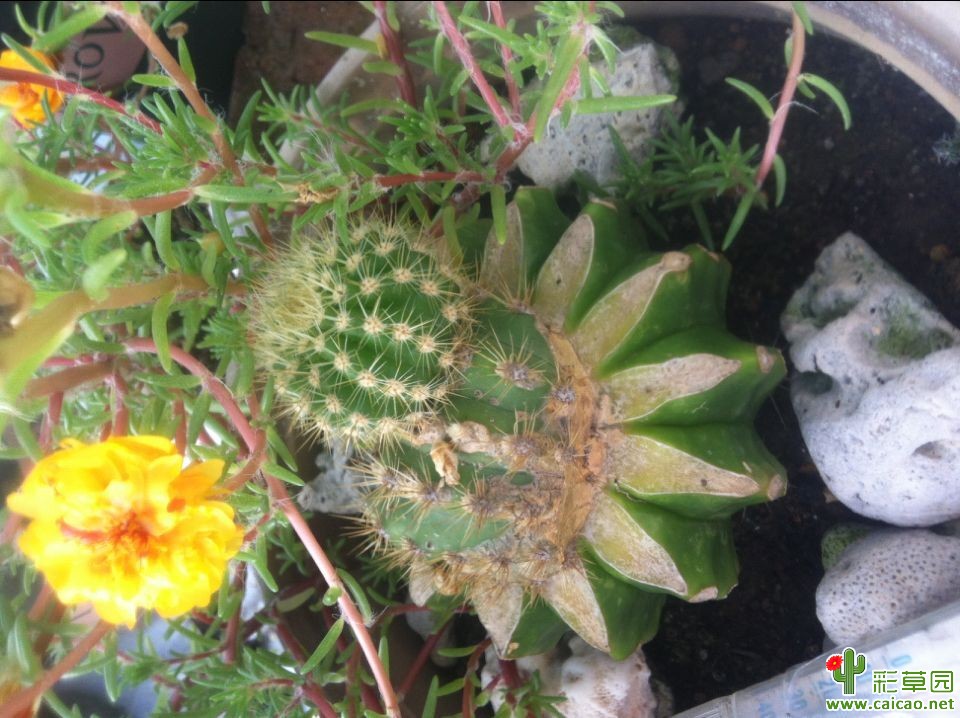 去年嫁接的飞碟又出侧芽啦15608