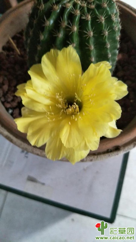 自己养的花，一年了15614