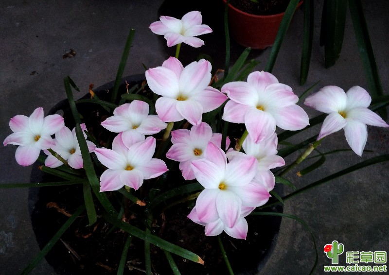 又到了胖丽丽的花期了15623