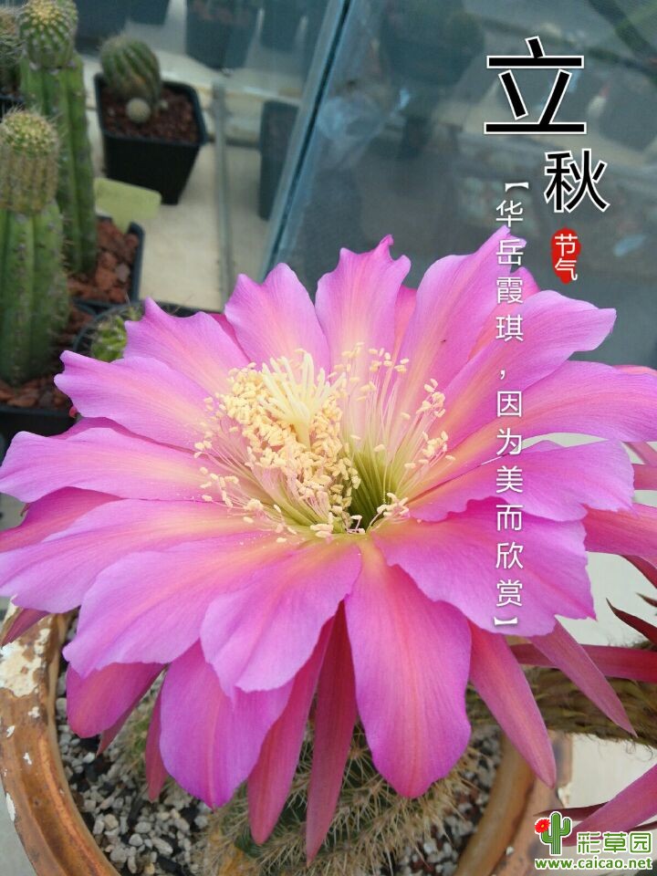 2016年嫁接的毛花开了15692