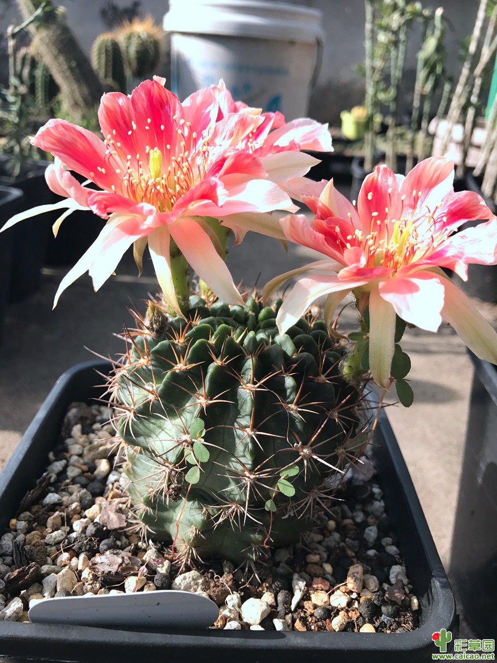 杂交丽花顶着烈日开花