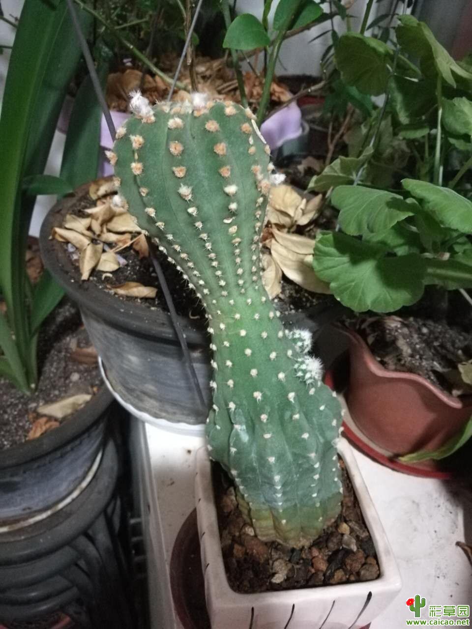 帮忙看看该属于什么品种