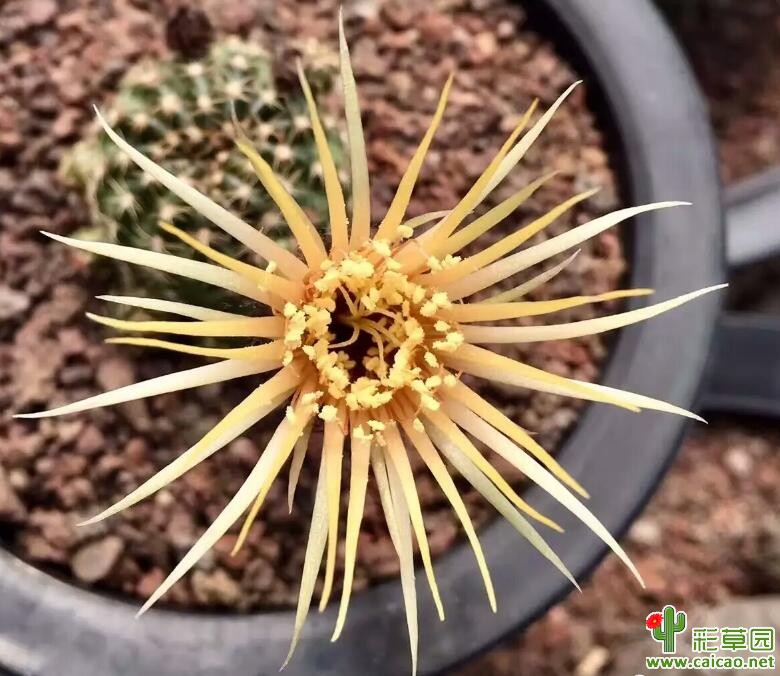 细瓣丽花 海葵丽花