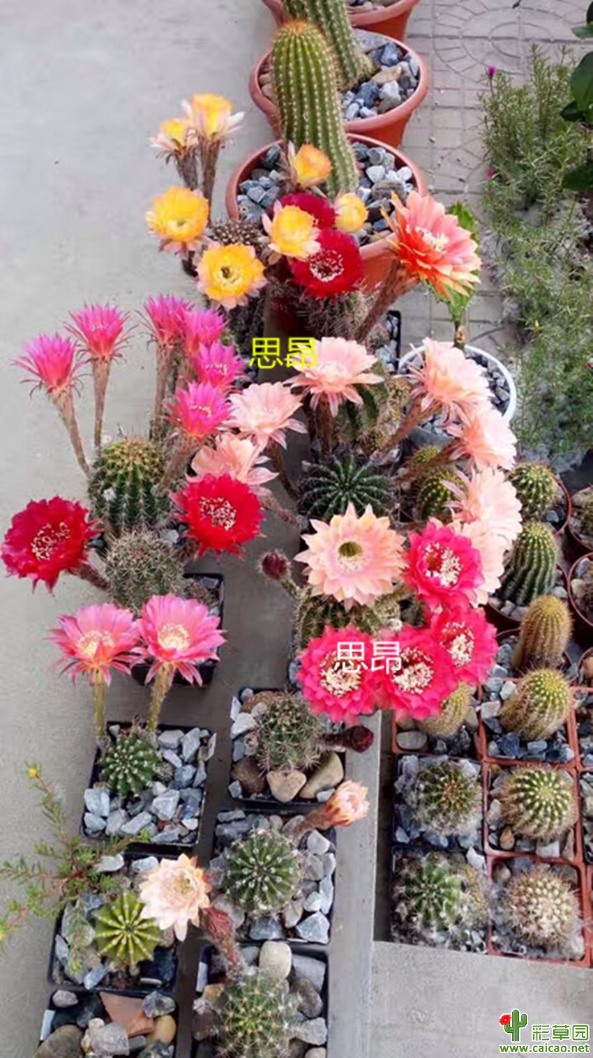 在疯狂一下吧15824