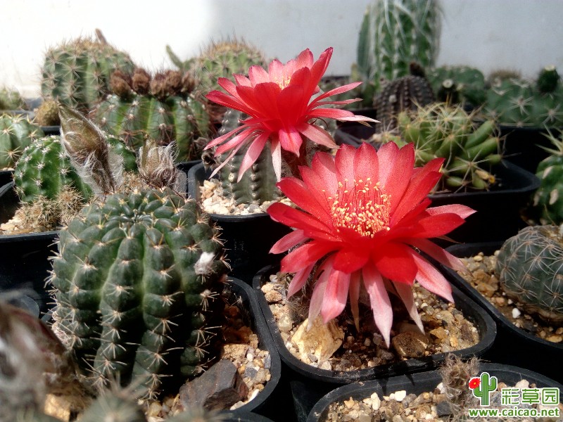 黑皮丽花15828