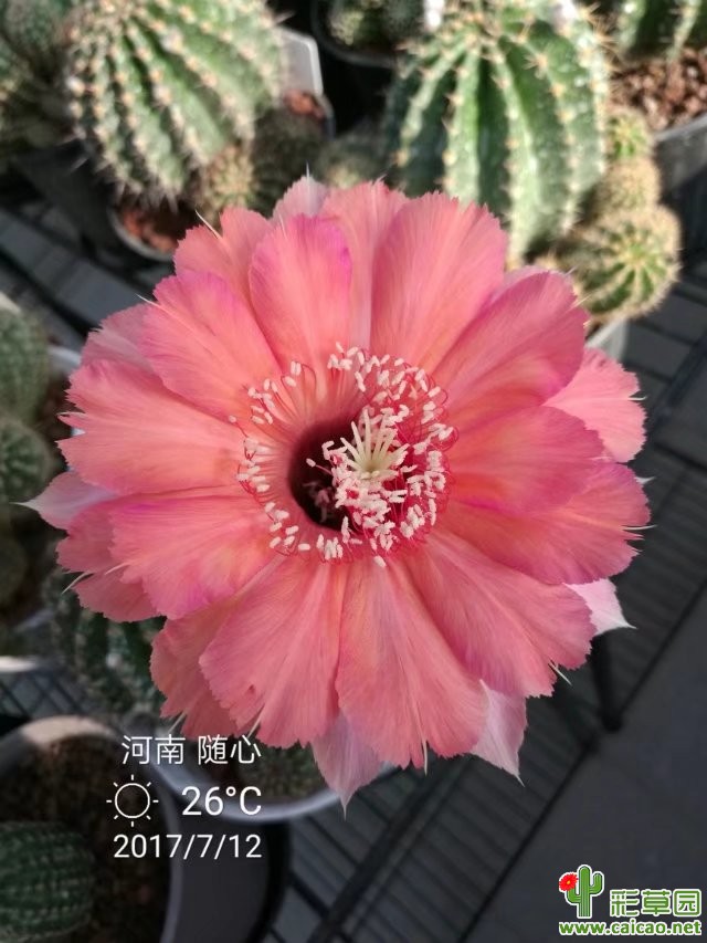 汇报一下今年部分彩草毛花开花成果汇15996