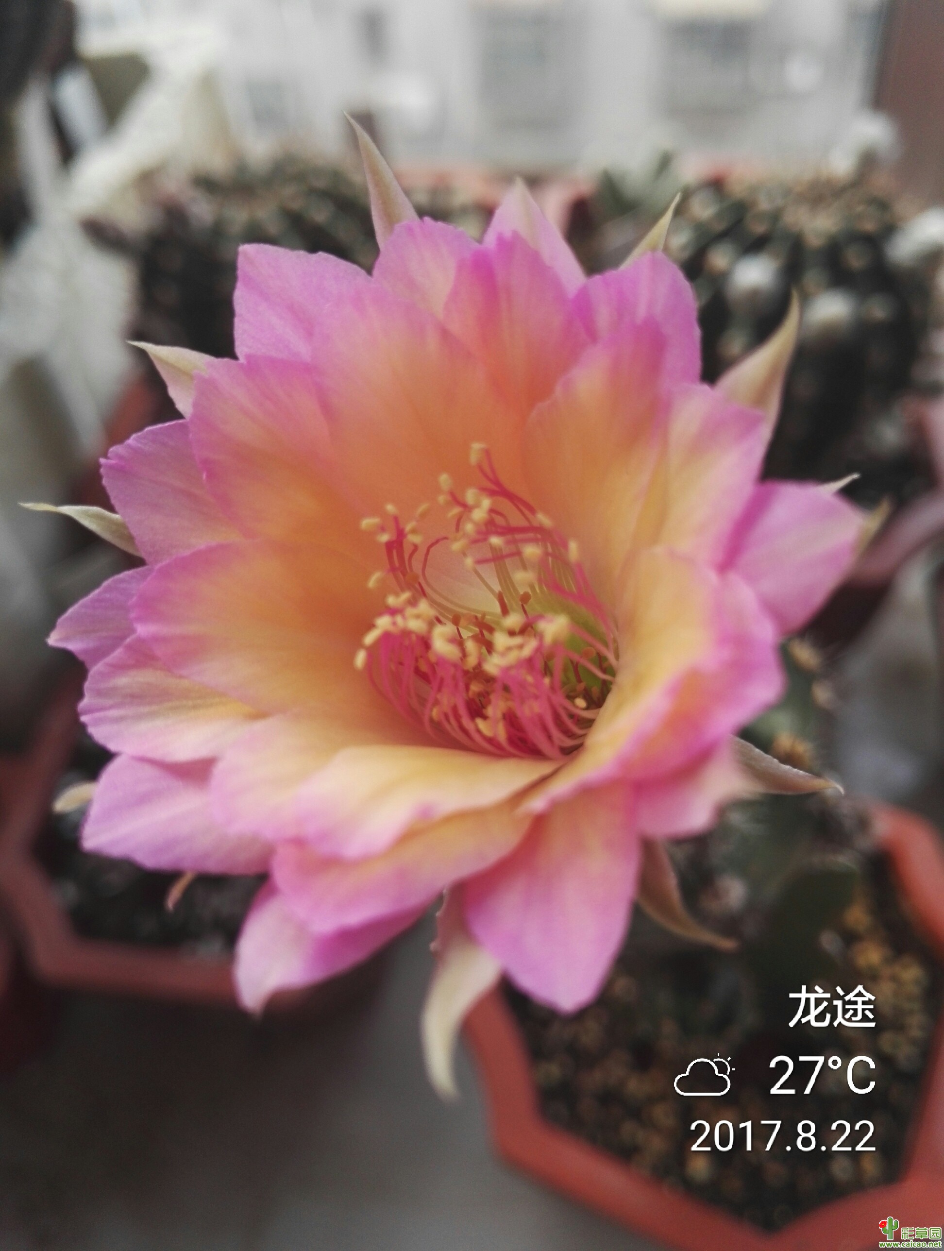 2017初秋 极光、鲜橙多