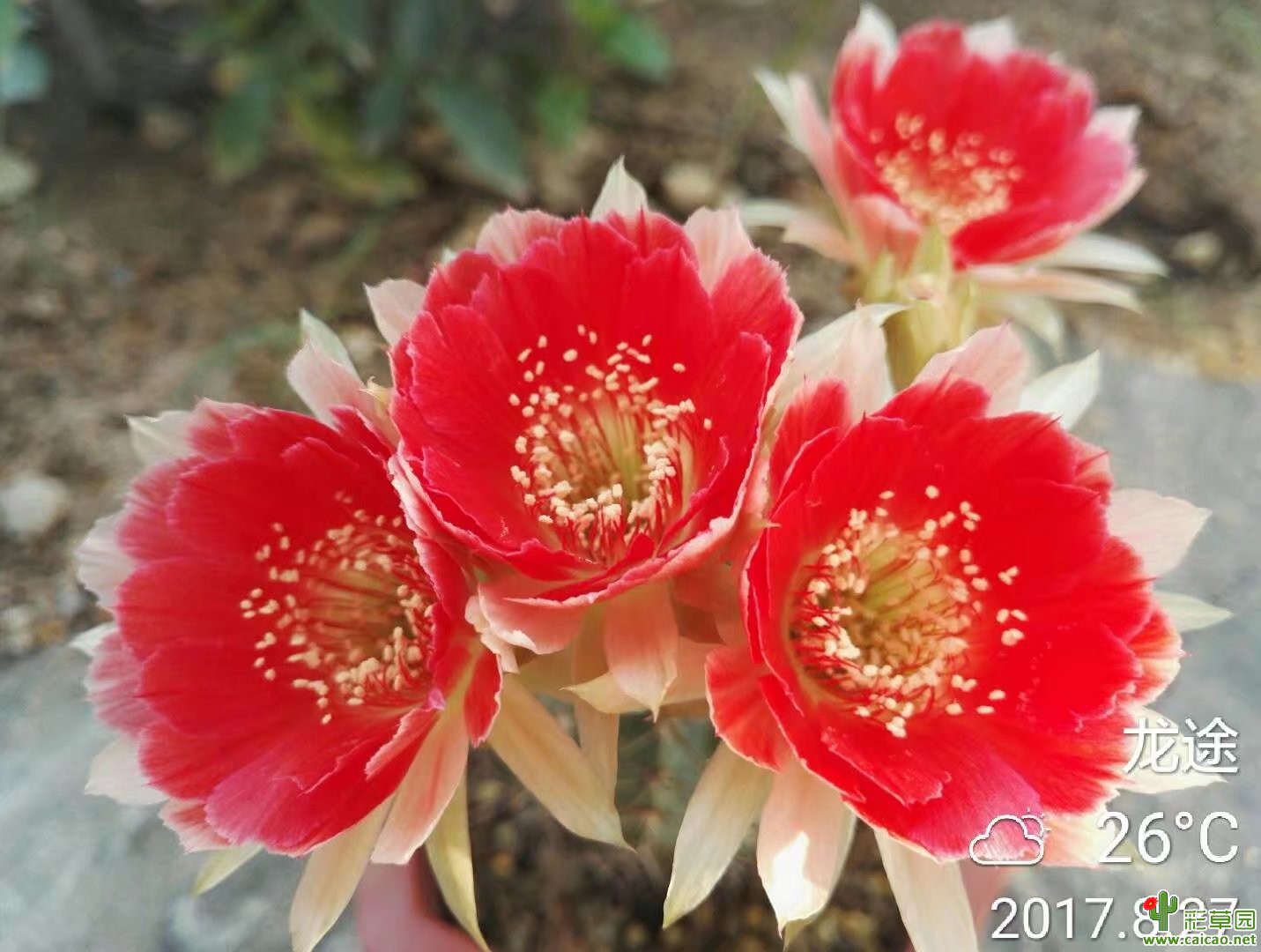 2017初秋 西尔维娅 03 2，Sylvia 03 Typ 2