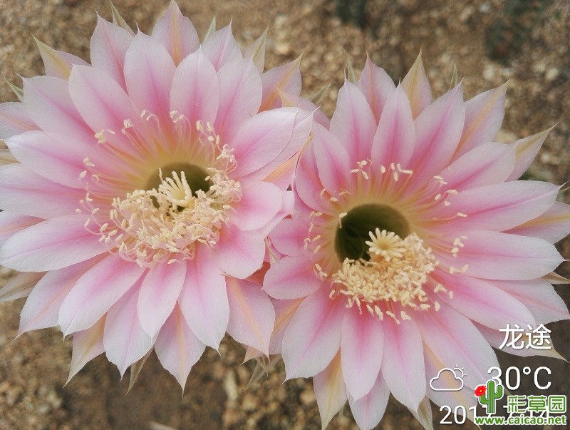 桃花运