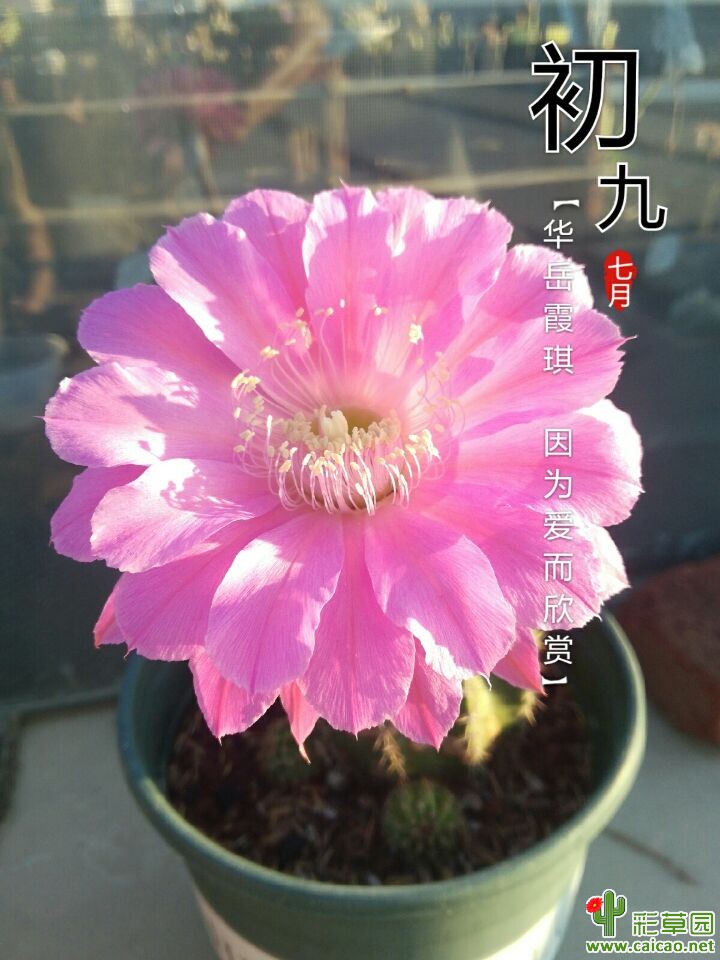 大热天的还是憋出一朵16312